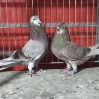 کفتر پرشی پریده