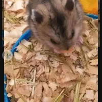 همستر ۷تا بچه بهمراه۱مادر