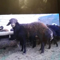 گوسفند|حیوانات مزرعه|بسطام, |دیوار