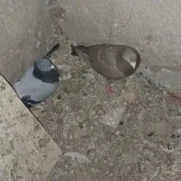 تعدادی کبوتر|پرنده|میانه, |دیوار