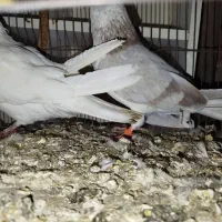 کفتر|پرنده|قم, ولیعصر|دیوار