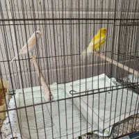 قناری|پرنده|قم, آذر (نکویی)|دیوار