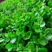 گرینوال پرتقالی|گل و گیاه طبیعی|تهران, یافت آباد شمالی|دیوار