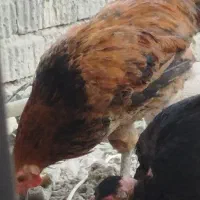 معاوضه اردک بامرغ