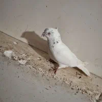 کبوتر|پرنده|الیگودرز, |دیوار