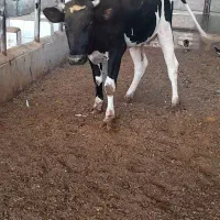 فروش گوساله ماده هالشتین