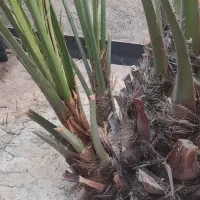 پاجوش نخل برحی