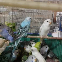 مرغ عشق|پرنده|رشت, لاکان شهر|دیوار