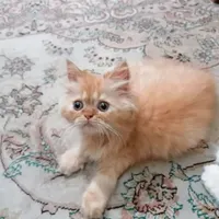 نارنجی نر گربه
