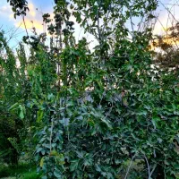 اجاره روزانه باغ ویلا در ماهدشت|اجارهٔ کوتاه‌مدت ویلا و باغ|محمدشهر, محمدشهر|دیوار