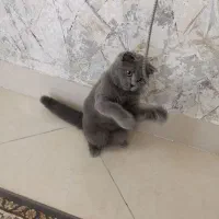 بچه گربه اسکاتیش بلو ( دختر) چهار ماهه