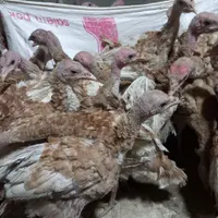 جوجه بوقلمون بوربون ۸۰روز|حیوانات مزرعه|میانه, |دیوار
