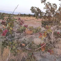 ۱۲ ساعت آب با۴هکتار زمین|فروش زمین و ملک کلنگی|جلگه ماژان, |دیوار