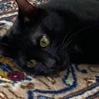 واگذاری گربه آروم لوس .