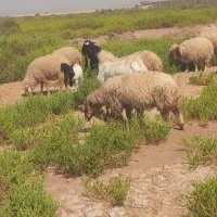 بز نر