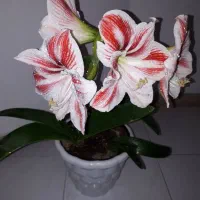 گل آمارلیس هلندی