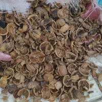 پوست گردو|عمده‌فروشی|مشهد, موسوی قوچانی|دیوار