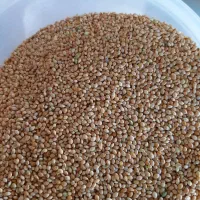 خدمات بوجاری در شیراز|خدمات پیشه و مهارت|شیراز, کفترک|دیوار