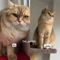 بریتیش گلد ny12|گربه|تهران, زعفرانیه|دیوار