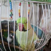 ملنگو قیمت مناسب