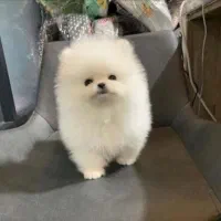 پامرخرسی اصیل بااصالت|سگ|اصفهان, خانه اصفهان|دیوار