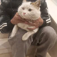 گربه پیدا شده