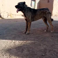 سگ گله‌ای بشرط گوسفند واقعا دهان پاک