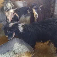 فروش تعدادی کهره نر|حیوانات مزرعه|نیر (یزد), |دیوار