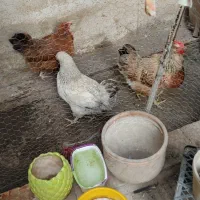 مرغ تخم گذار