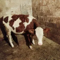گوساله ماده|حیوانات مزرعه|کوهرنگ, |دیوار