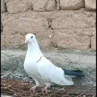 دم سیاه نر فروشی