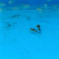 کت اکاسیس یه کت محبوب