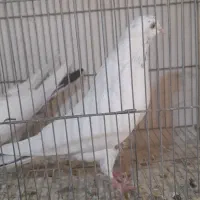 کفتر پرشی نر و ماده