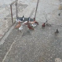 کبوتر|پرنده|تاکستان, |دیوار