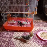عروس هلندی نر