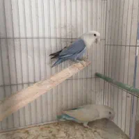 طوطی برزیلی مولد|پرنده|ملکان, |دیوار