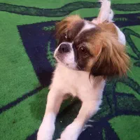 سگ پاکوتاه کوتاه