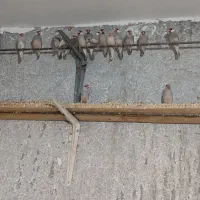 فنچ نرگسی و کرواتی یکجا ۱۳۰۰|پرنده|سبزوار, کراب|دیوار