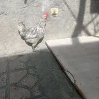 مرغ تخمگدار