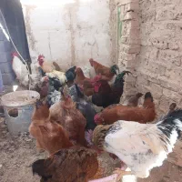 بوقلمون و طاقچه مرغ و خروس|حیوانات مزرعه|نیشابور, ابراهیمی|دیوار