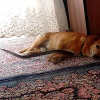 سگ پاگوتاه