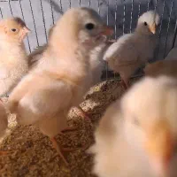 جوجه لوهمن اصیل