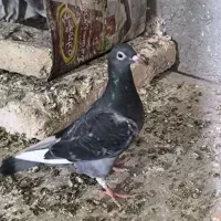 کفتر المانی|پرنده|مشهد, کشف|دیوار