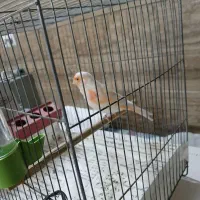 موزایکی|پرنده|قلقل رود, |دیوار