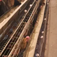 تخم مرغ بومی|خوردنی و آشامیدنی|کاشان, فاز ۲ ناجی آباد|دیوار