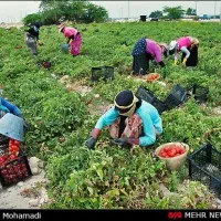 سرکارگرم ، کارگران عزیز تماس بگیرید