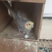 عروس هلندی نر سینامون جوان