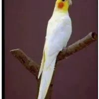 انواع عروس هلندی نرخ عمده