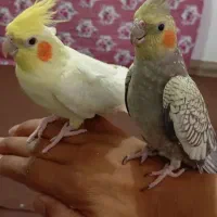 یک جفت عروس هلندی