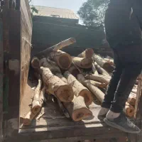 خریدارچوب ودرخت صنوبروکاج و چنار|خدمات باغبانی و درختکاری|آق قلا, |دیوار
